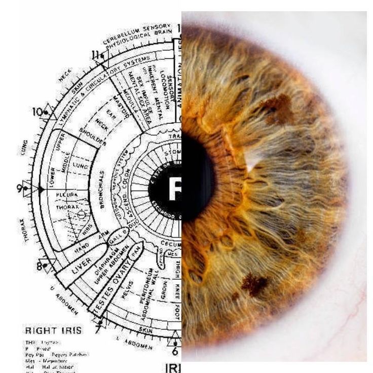 Iridology chart